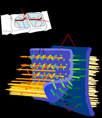 주요 구조 단백질 상호작용은 카데린 기반 부착 접합부에 있다. 액틴 필라멘트는 α-액티닌에 연결되고, 비닐쿨린을 통해 세포막에 연결된다. 비닐쿨린의 머리 영역은 α-카테닌, β-카테닌 및 γ-카테닌을 통해 E-카데린과 결합한다. 비닐쿨린의 꼬리 영역은 세포막 지질과 액틴 필라멘트에 결합한다.
