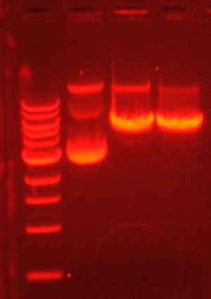 다양한 제한 효소가 서로 다른 인식 부위에 작용하여 다른 DNA 조각을 생성합니다
