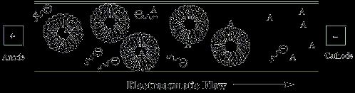 마이셀(micelle) 안에 들어간 용질의 전기장 속 이동(오른쪽)