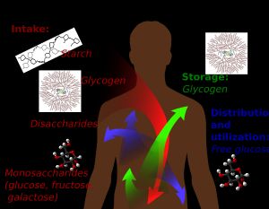 포도당 대사와 그 과정에서의 다양한 형태