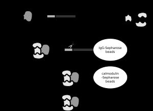 탠덤 친화성 정제의 원리