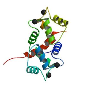 MLC 키나아제의 펩타이드에 결합된 칼모듈린