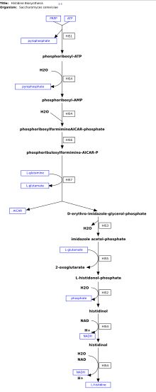 히스티딘 생합성 경로: 8가지 다른 효소들이 10단계 반응을 촉매한다. 이 그림에서 His4 유전자의 산물은 대사 경로에서 4가지 다른 반응들을 촉매한다.