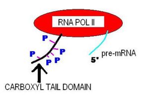 작동중인 RNA POL II
