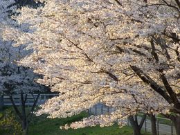 벚꽃 (가와시로 계곡의 소메이요시노)