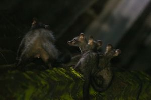 인도 콜카타 바라나가르의 도시 지역에서 새끼와 함께 있는 아시아사향고양이