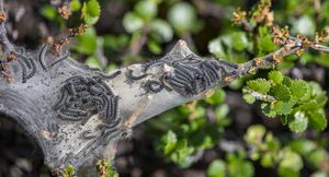 작은자작나무명나방 (Eriogaster arbusculae) 고치