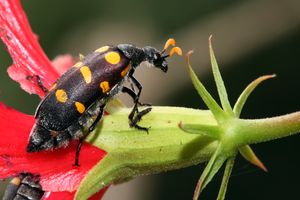 경계색을 띤 딱정벌레 Hycleus lugens