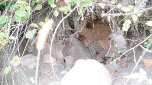 장수말벌 둥지.