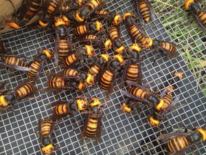 모여있는 장수말벌