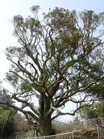 완도 예작도 감탕나무(해제)