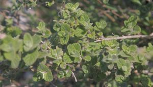 Origanum syriacum