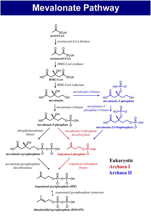 아세틸-CoA가 아이소펜테닐 피로인산(모든 아이소프레노이드들의 필수적인 전구물질)으로 전환되는 과정들을 보여주는 메발론산 경로의 도해. 진핵생물의 경로는 검은색, 고균의 경로 I 은 빨간색, 경로 II는 파란색으로 표시되어 있다.