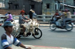 호찌민시 거리에서 흔히 볼 수 있는 오토바이