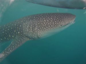  보투바라니의 고래상어