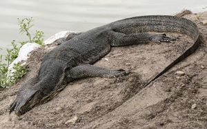 V. s. macromaculatus