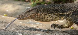 갈라진 혀를 보여주는 클로즈업