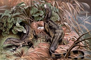 물왕도마뱀이 둥지에서 알을 훔치는 모습. 피에르 자크 스미트의 그림, 리처드 리데커의 왕립 자연사, 1893–1896