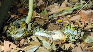 그물무늬비단뱀을 사냥하는 모습