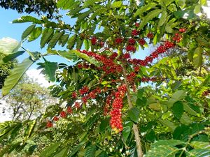 파가르알람의 커피 재배지