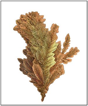 원생 구리 광물 표본 (레드루스 근처 휠보르에서 채취, 제임스 소워비의 손으로 채색한 구리판 각인, 1807년)