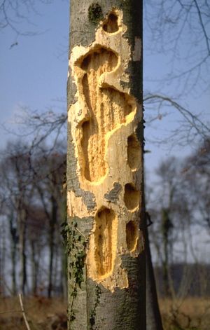 까막딱따구리가 나무를 쪼는 모습