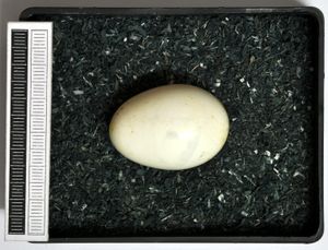 까막딱따구리의 알, 비스바덴 박물관 소장