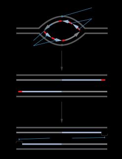 복제 될수록 줄어드는 DNA 이중 가닥.