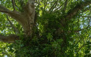 일반적인 아이비가 프랑스 아그데의 플라타너스에 붙어 있는 모습