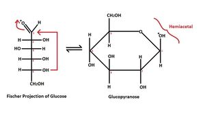 피셔 투영식과 하워스 투영식의 글루코피라노스