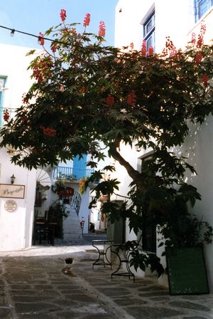 그리스에서는 작은 나무로 자랄 만큼 튼튼하다. 북부 국가에서는 대신 한해살이 식물로 재배된다.