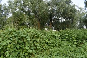 이미지 상단에는 나뭇가지가 늘어진 녹색 나무가 있고, 하단에는 덩굴 식물과 코끼리 귀 모양의 잎이 보인다.