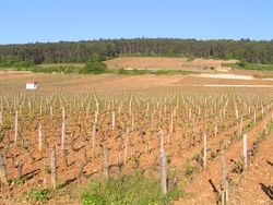 클로 드 베즈의 피노 누아 덩굴, 제브리-샹베르텡, 부르고뉴의 코트 도르