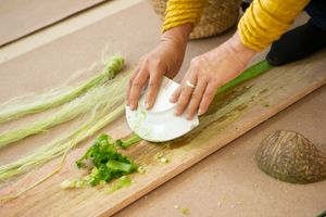 파인애플 잎에서 섬유를 채취하는 모습