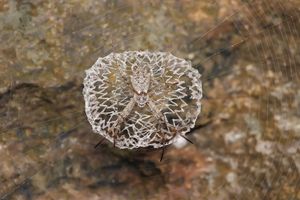 거미줄 중앙에 안정기에 앉아 있는 Argiope sp.