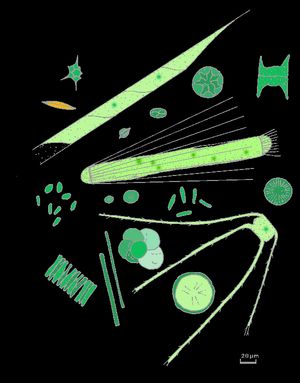 식물성 플랑크톤의 그림