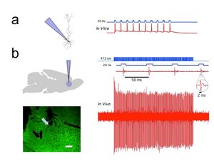 그림 1. 채널로돕신-2(ChR2)는 쥐의 전전두피질 뉴런에서 시간적으로 정확한 청색광 구동 활성을 유도한다.