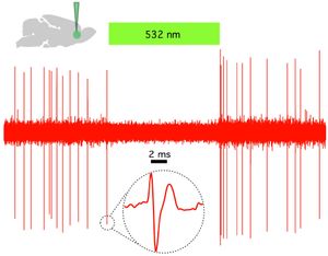 그림 2. 할로로돕신(NpHR)은 쥐의 전전두피질에서 생체 내 자발적 활성을 빠르고 가역적으로 침묵시킨다.
