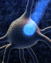 채널로돕신2 발현 뉴런은 특정 파장의 빛으로 활성화된다.