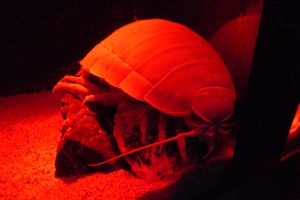 바티노무스 기가스