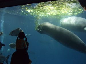 아프리카매너티 (정글 월드 수조)