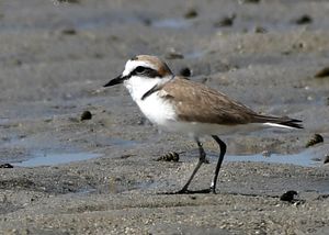 번식깃을 가진 수컷, 나라라, 잠나가르, 인도
