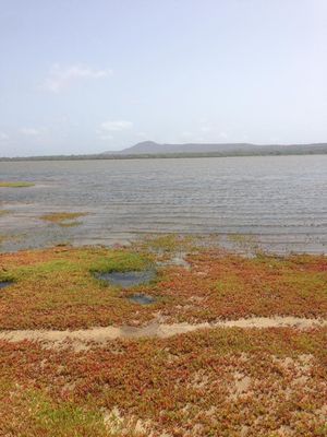 마요, 카보베르데의 흰물떼새 서식지인 살리나 두 포르토 잉글레스