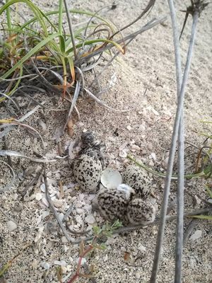 흰물떼새 새끼가 형제 및 알과 함께 부화하는 모습