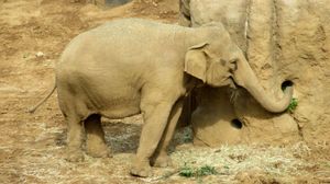 아시아코끼리 먹이 주기