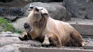 타킨(소과 타킨속)