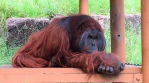 보르네오오랑우탄