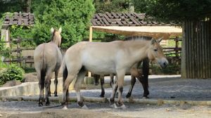 몽골말(중앙아시아~몽골)