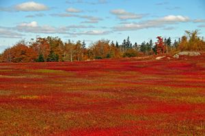 노바스코샤 주 야생 블루베리 밭, 캐나다
