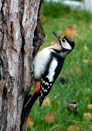 어린 수컷이 위스타드의 소나무에서 먹이 활동을 하고 있다.